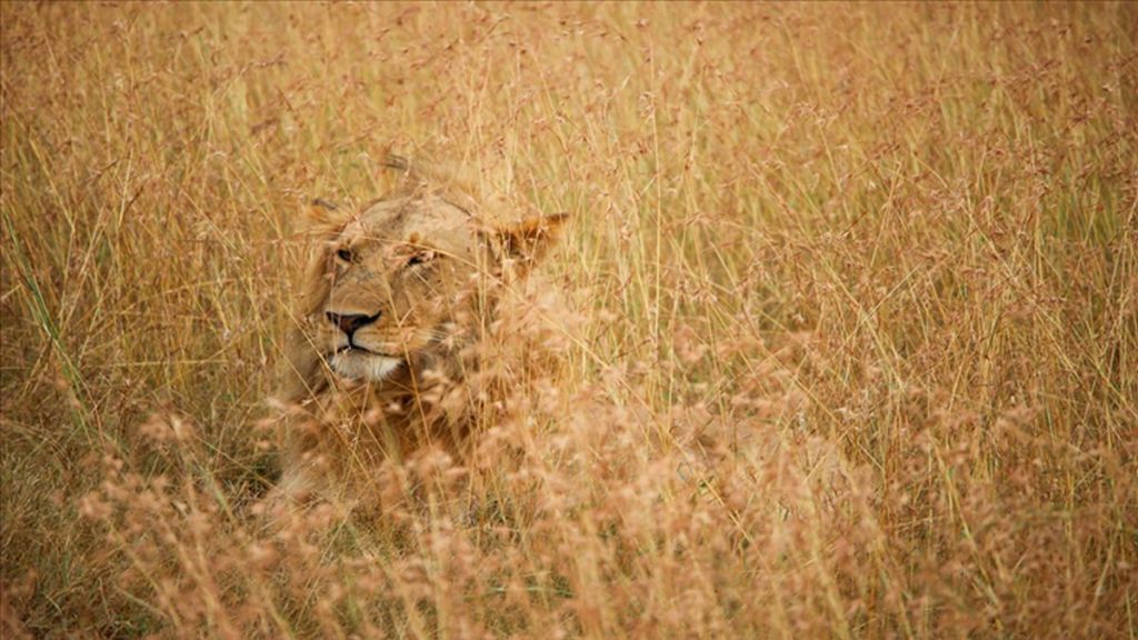 lioness hiding